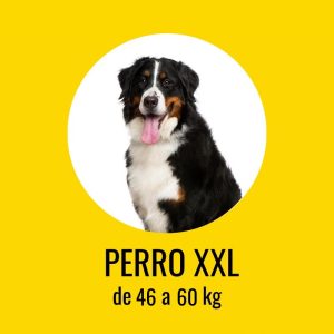 Perro XXL